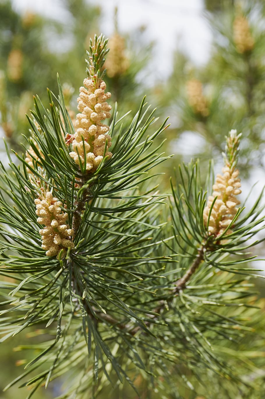 forest, tree, pine cone, coniferous tree, nature, plant, pine tree HD wallpaper