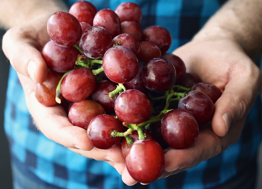 person holding grape fruits, grapes, hands holding, palm, fingers, HD wallpaper