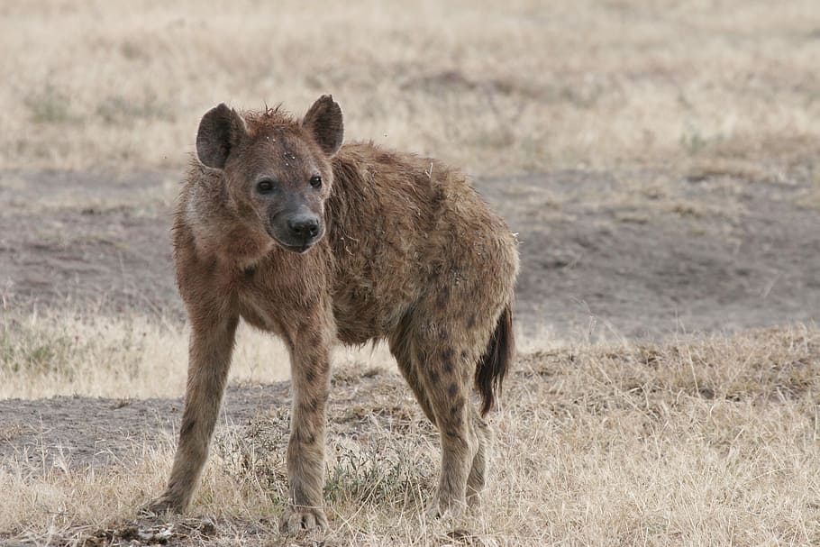 brown hyena, africa, wildlife, nature, mammal, animal, spotted, HD wallpaper