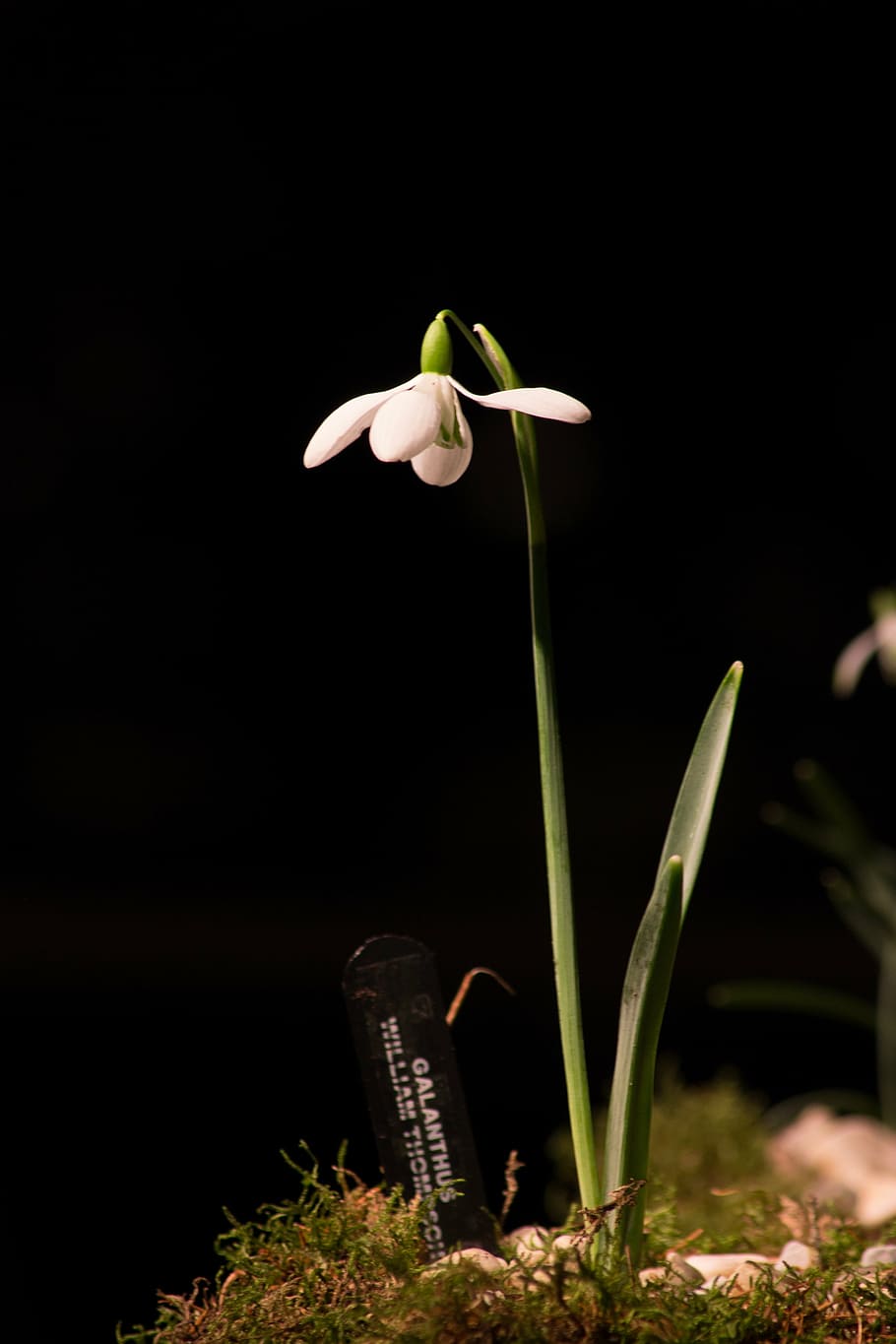 snowdrop, macro, white flowers, spring, plant, beauty in nature HD wallpaper