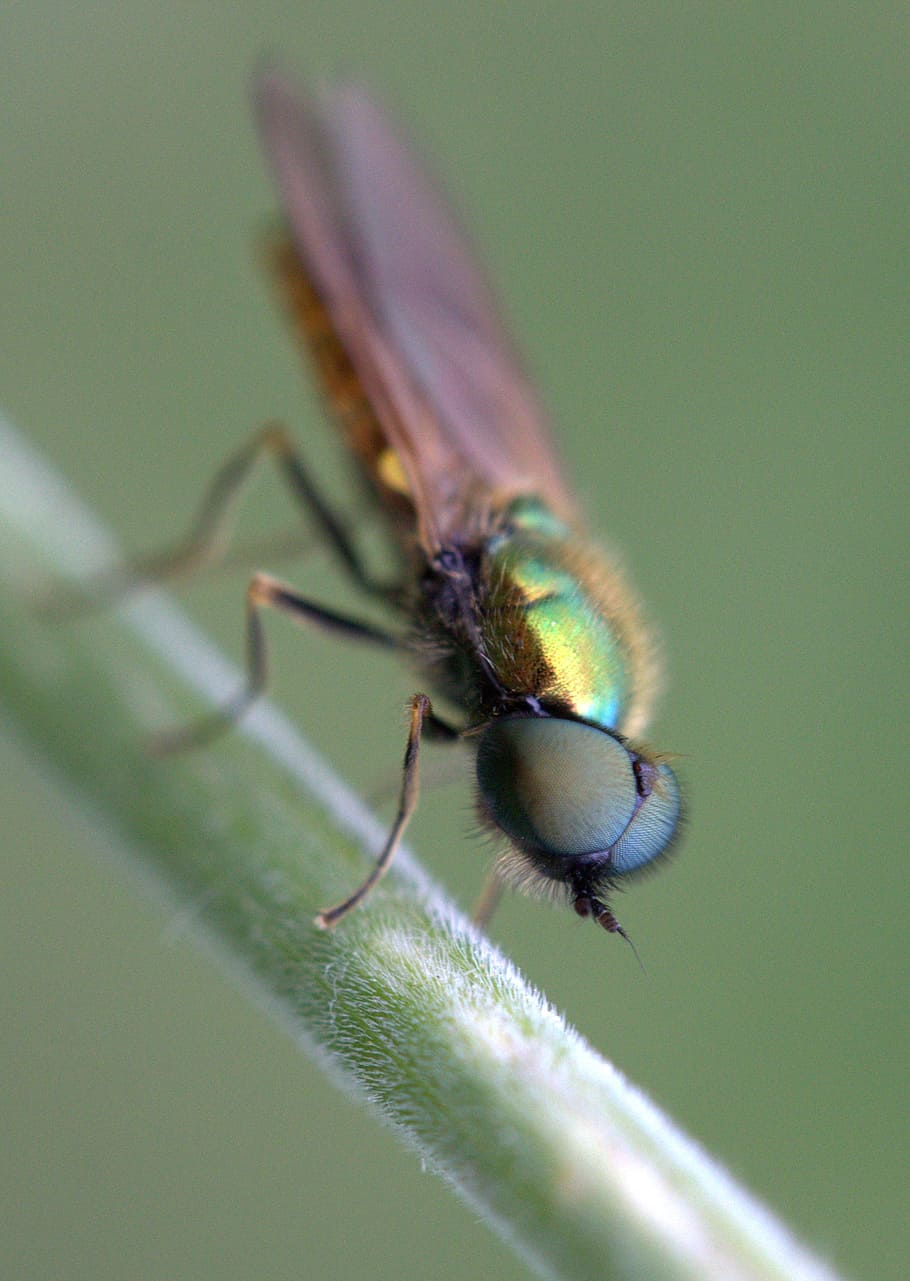fly, green, strain, insecta, rest, nature, animal, close-up, HD wallpaper