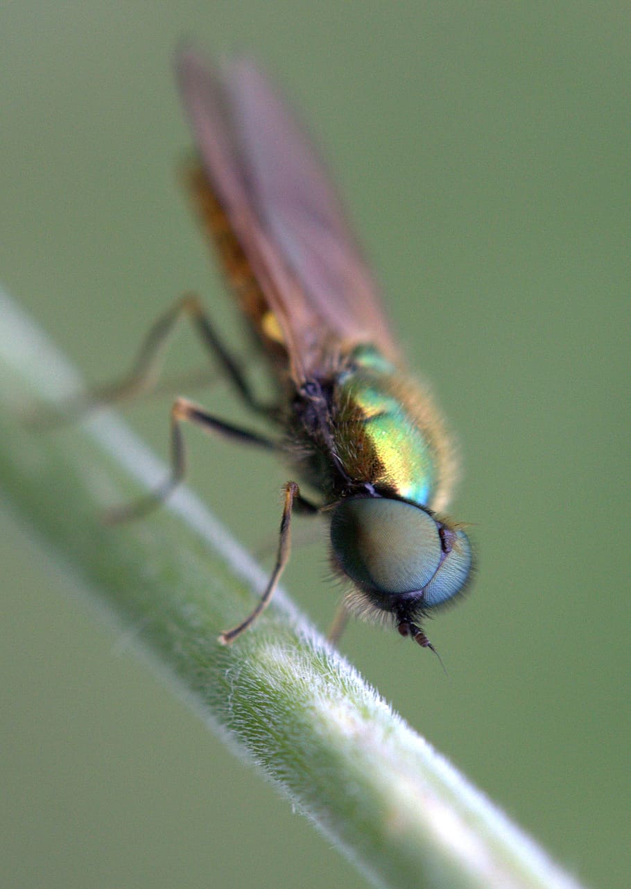 fly, green, strain, insecta, rest, nature, animal, close-up HD wallpaper