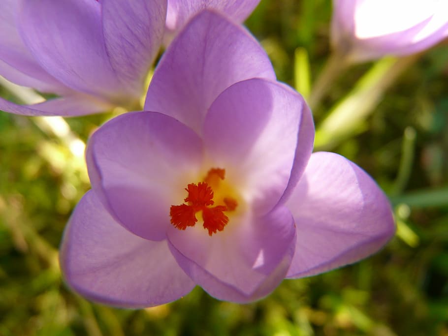 Crocus, Plant, Garden, Close, Macro, flowers, spring, meadow HD wallpaper