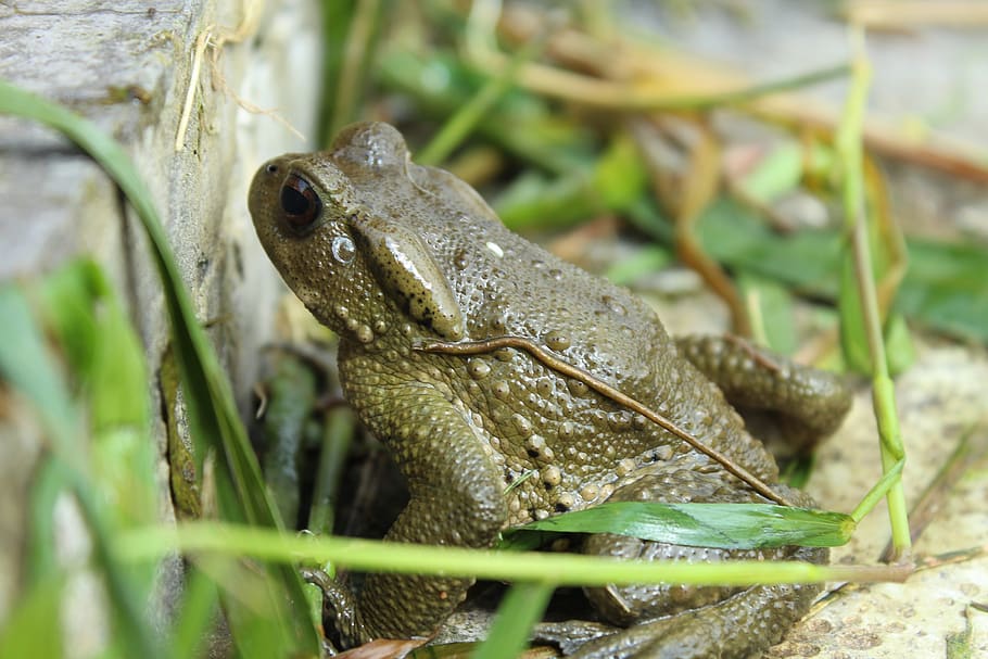 frog, pet, natural, animal, animal themes, animal wildlife HD wallpaper