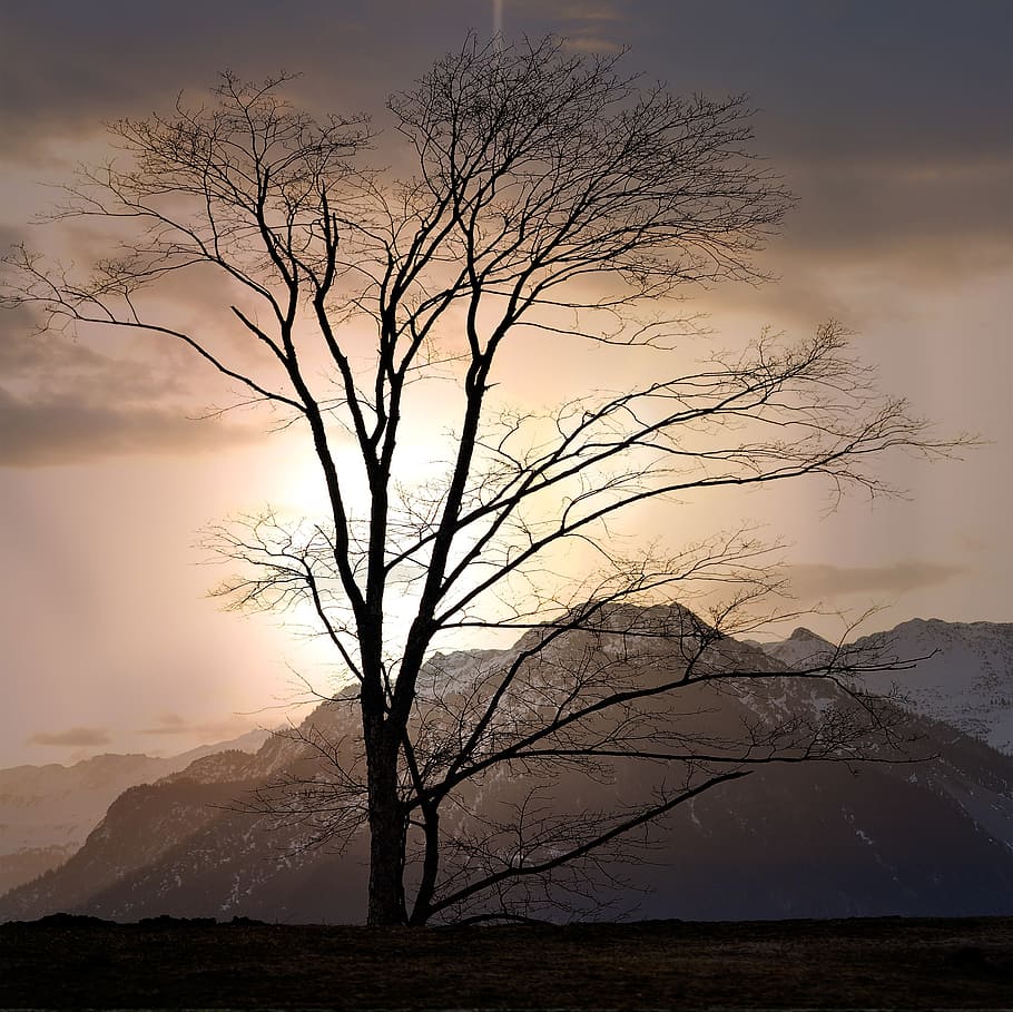 landscape, tree, mountains, height, outlook, rest, morning HD wallpaper
