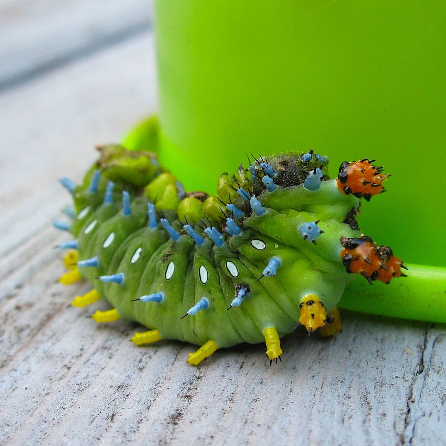 Green Catterpillar, caterpillar, insect, larva, green color, close-up