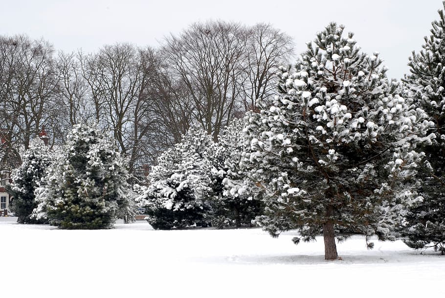 Snow, White, Winter, Cold, Snowfall, tree, outdoor, xmas, season HD wallpaper
