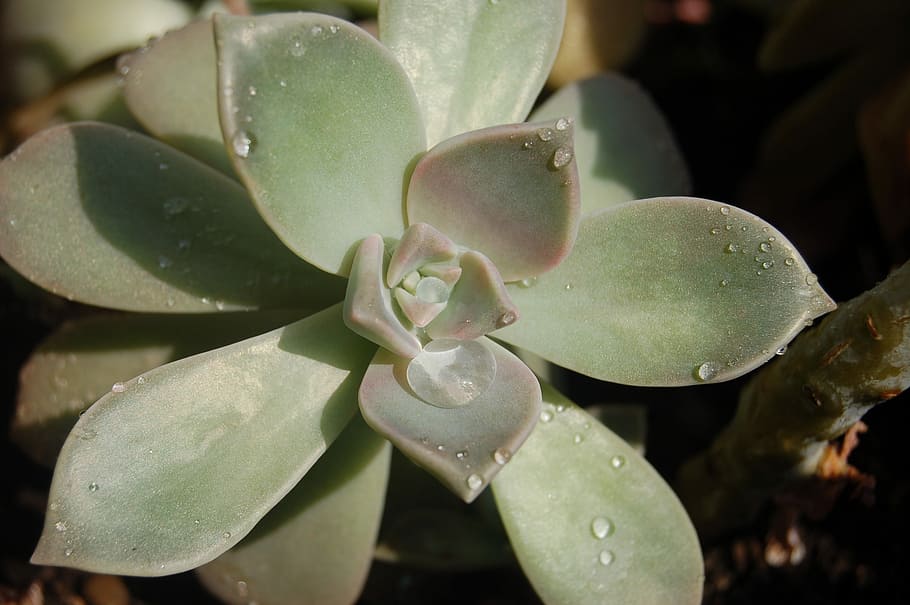 fat plants, droplets, growth, close-up, leaf, plant part, beauty in nature HD wallpaper