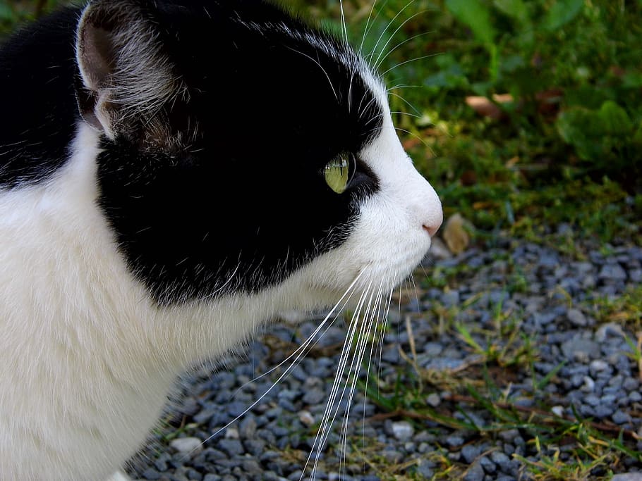 cat, close up, white, curious, one animal, animal themes, pets HD wallpaper