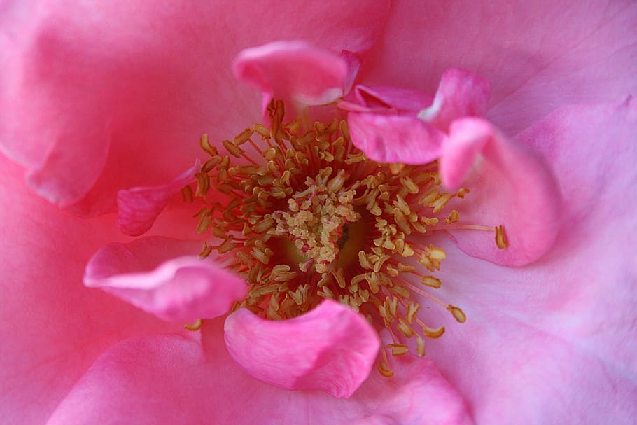 rose, blossom, bloom, close, flower, pistil, flowering plant HD wallpaper