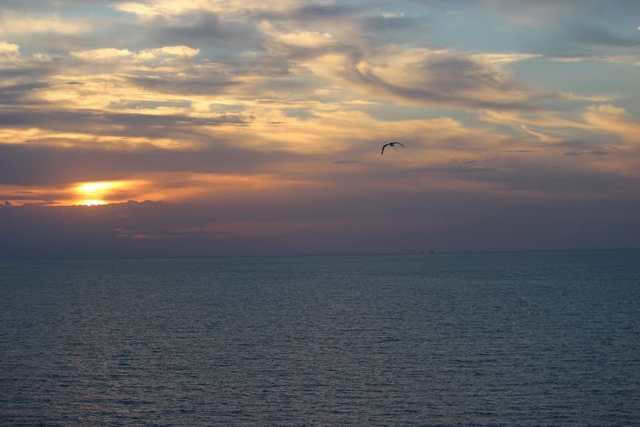 sunset, bird, ocean, clouds, sky, colorful, birds, beautiful HD wallpaper