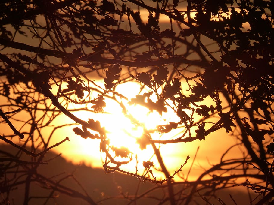 sun, back light, mood, fireball, silhouettes, leaf, tree, plant HD wallpaper