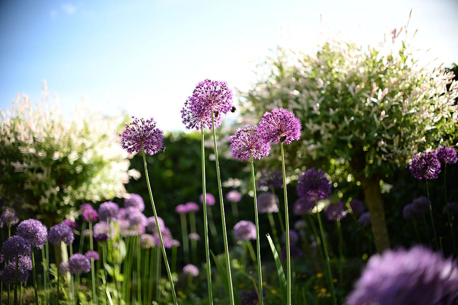 bee, flower, plant, spring, nature, honey, garden, green, insect HD wallpaper
