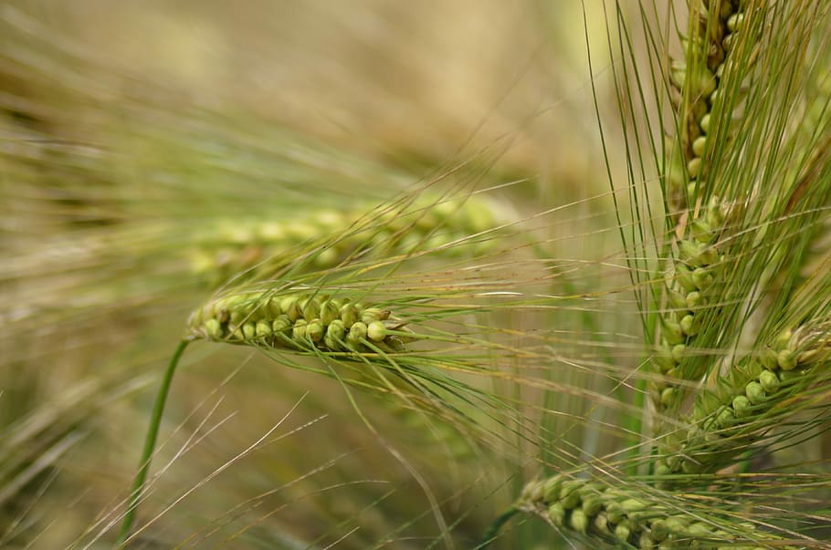 Barley, Cereal, Agriculture, healthy food, power, dietetic, HD wallpaper