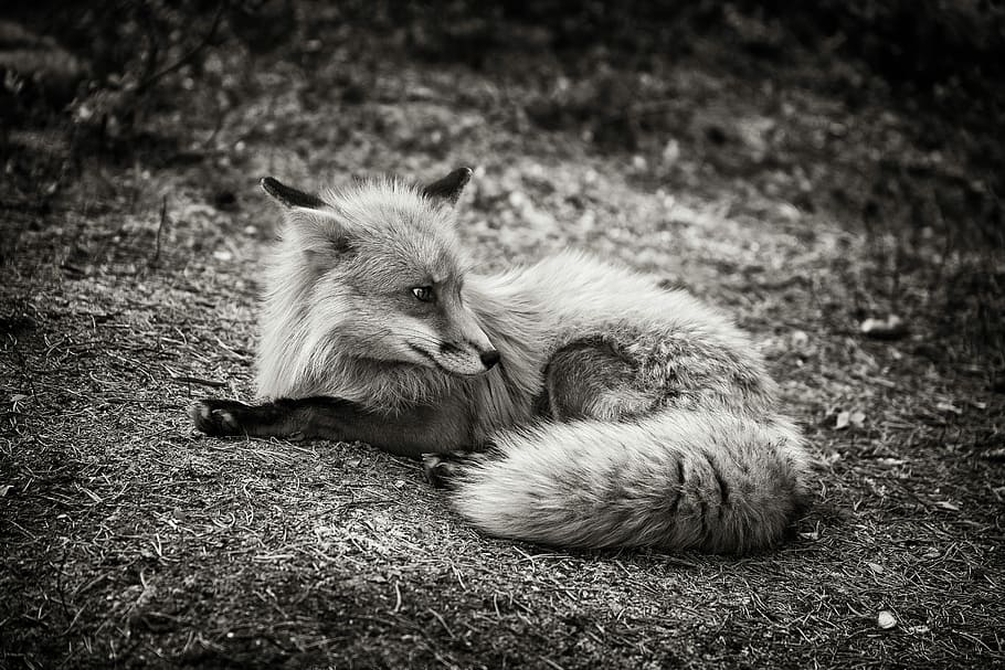 red fox laying on ground, wildlife greyscale photo of fox, animal HD wallpaper
