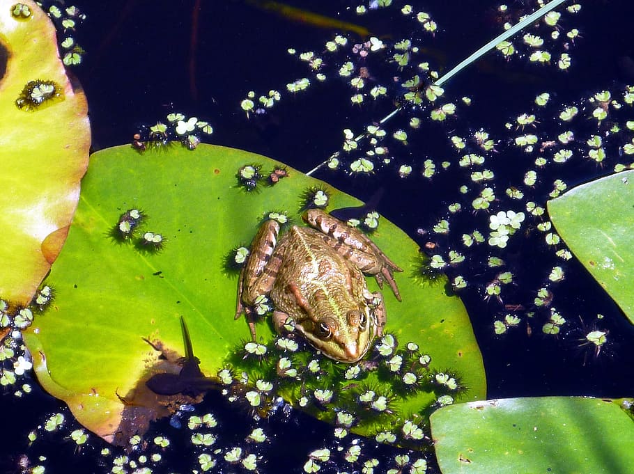 Frog, Pond, Water, one animal, green color, animal themes, no people HD wallpaper