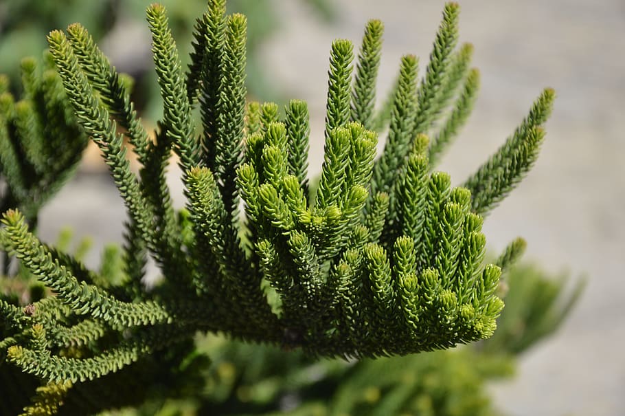 pinheiro, green, background, blurred, green color, growth, plant HD wallpaper