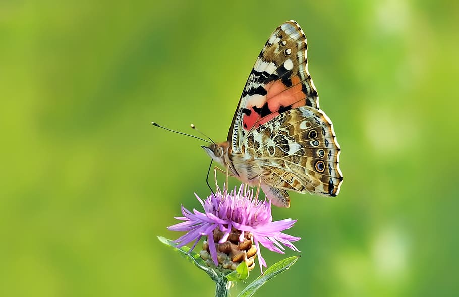 selective focus photography of butterfly perching on of purple flower HD wallpaper
