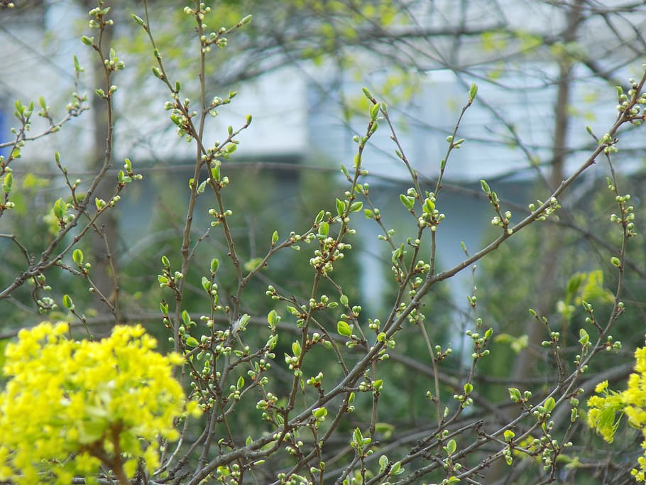 spring, kidney, branch, nature, young foliage, plant, growth HD wallpaper