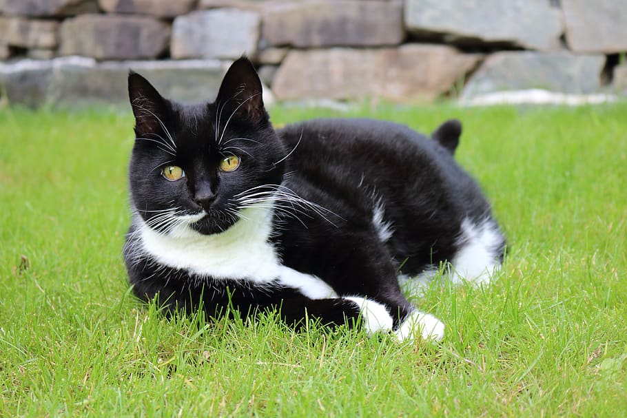 kitty, cat, black white cat, domestic, pets, domestic animals HD wallpaper