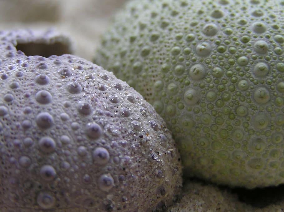 hedgehog, sea, macro, nature, freshness, close-up, no people HD wallpaper