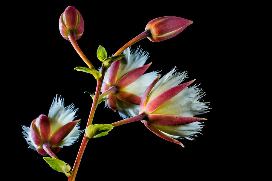 blossom, bloom, white, flowering twig, nature, plant, close-up HD wallpaper