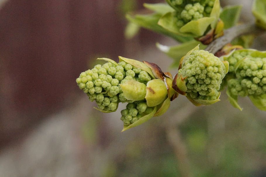 chestnut, sprout, bud, spring, lenz, green, knock out, engine HD wallpaper