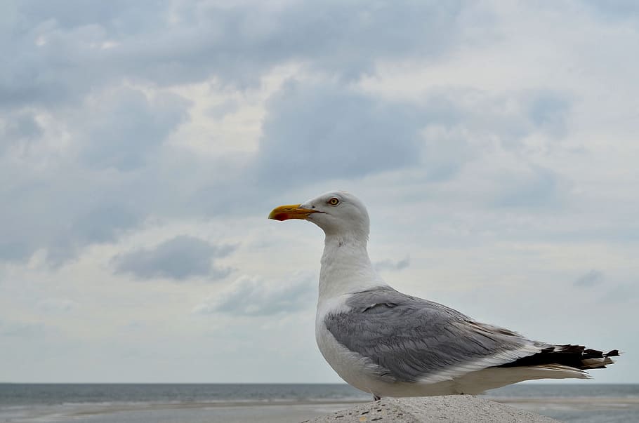 seagull, gulls, close, coast, water bird, seevogel, animal HD wallpaper