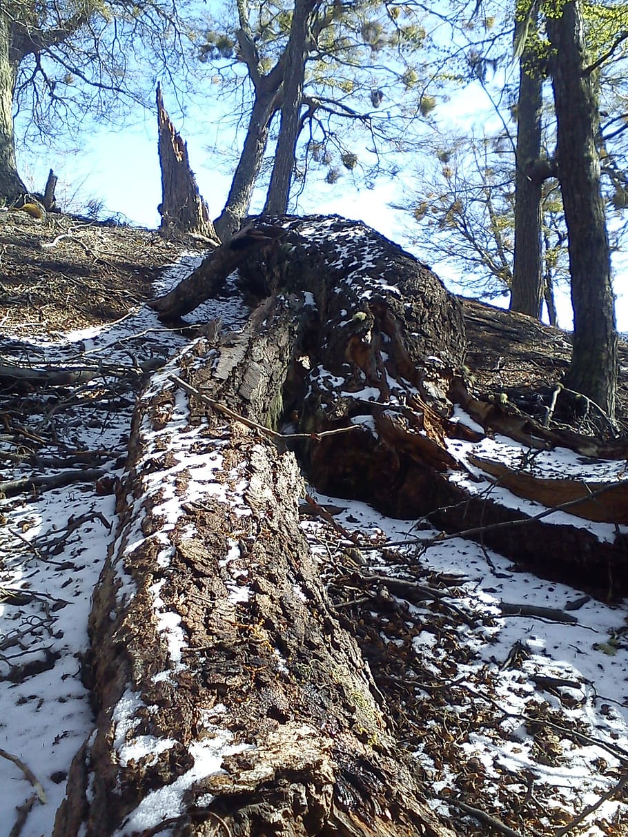 trees, fallen, mountain, winter, snow, tree trunk, plant, forest HD wallpaper