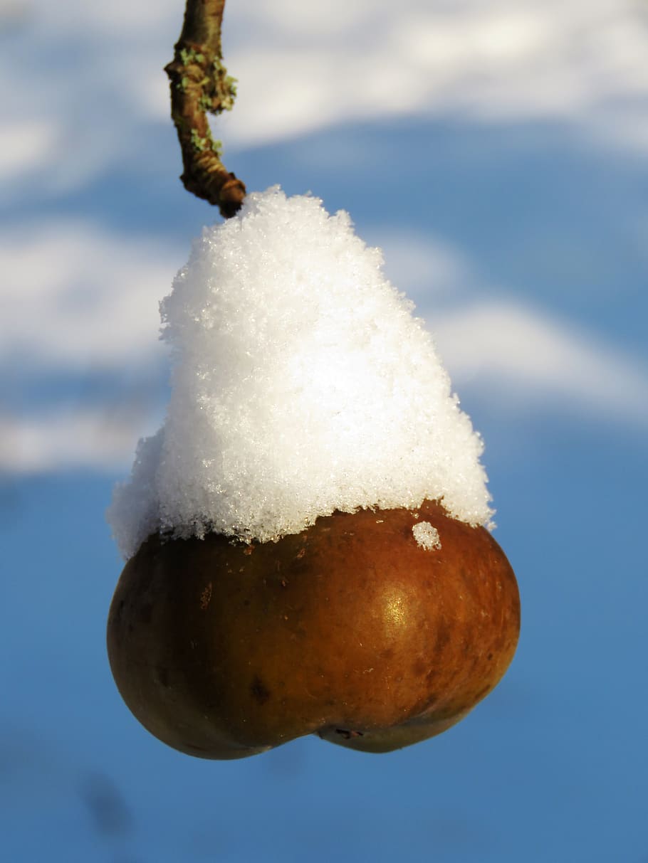apple, winter, snow, hood, blue, cold, white, wintry, food and drink HD wallpaper