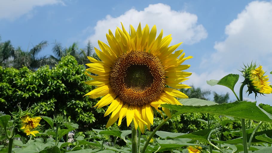 sunflower, yellow, plant, flowering plant, freshness, growth HD wallpaper