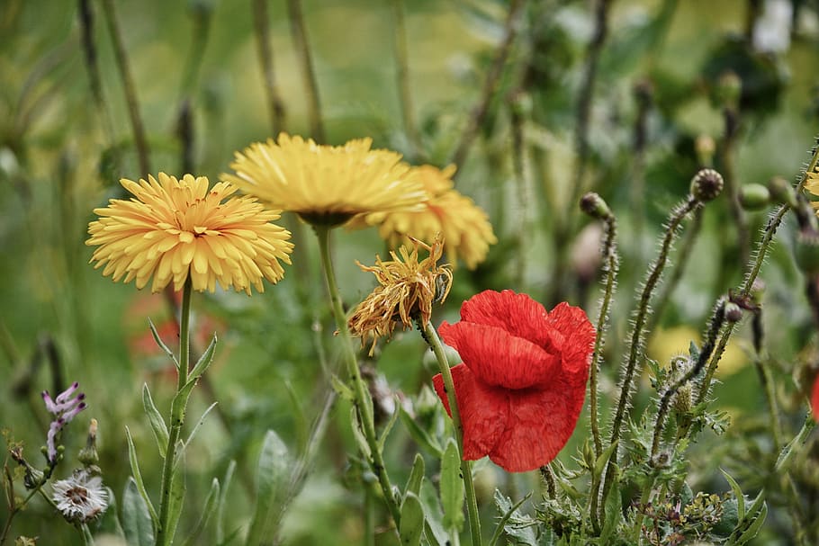 flowers, flora, fields, botany, nature, flowering, wild flowers HD wallpaper