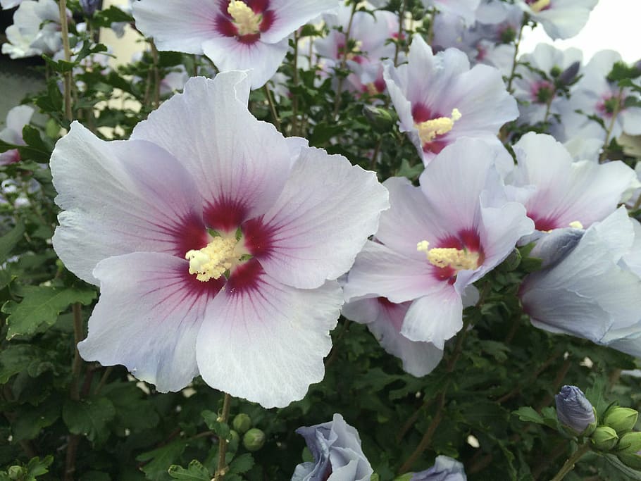 althaea rosea, white, red purple, green, yokosuka, japan, flowers HD wallpaper