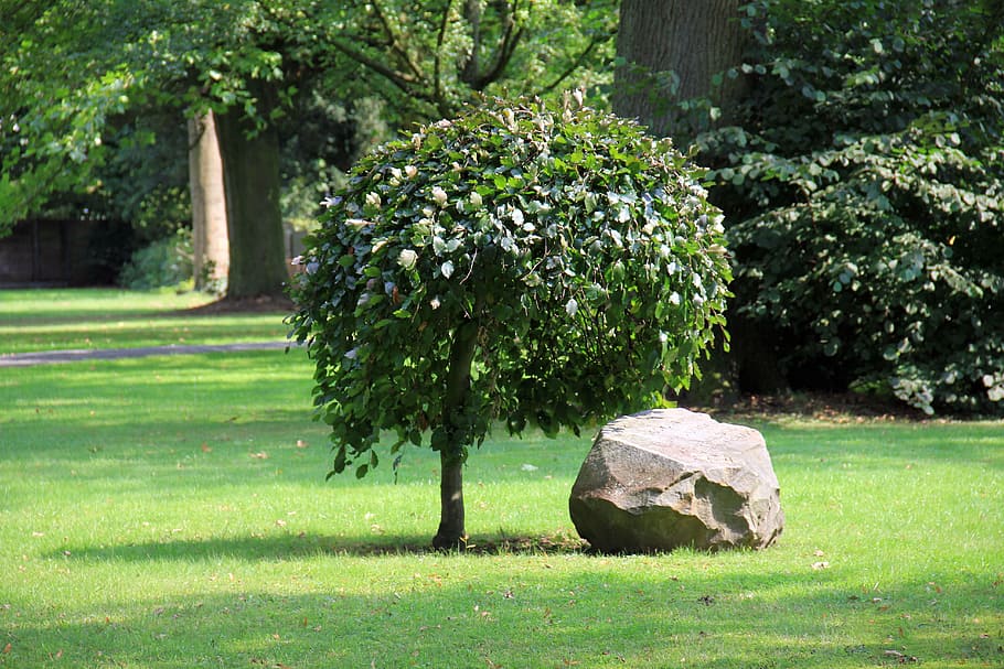 Tree, Stone, Rock, Rush, park, grass, green color, shadow, no people HD wallpaper