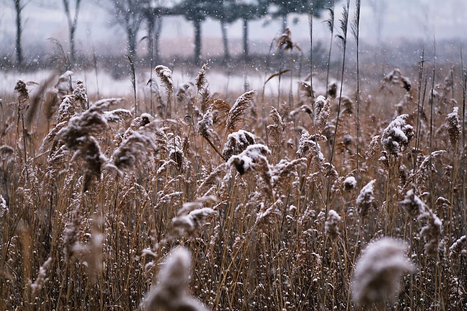 brown grass covered by snow, nature, season, outdoors, winter