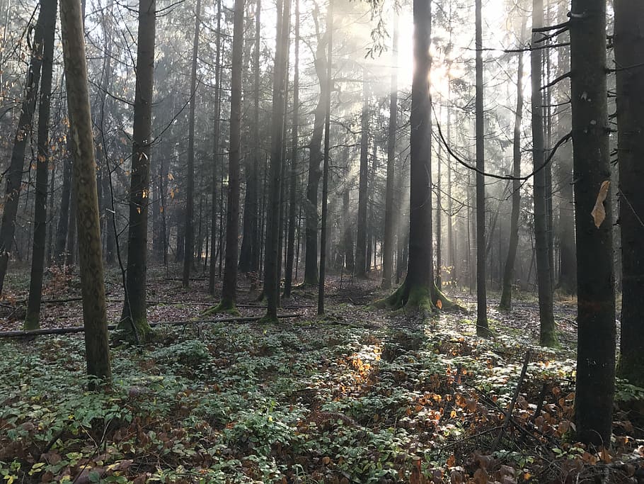 forest, tree, sun, nature, green, branch, light, natural, park HD wallpaper