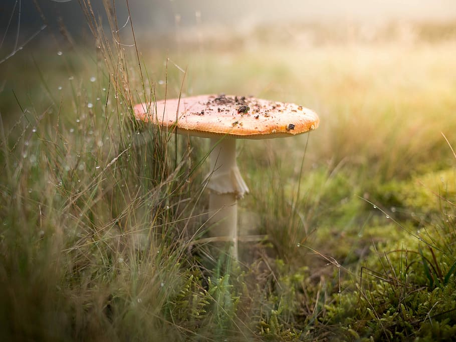 mushroom near grass, field, dew, water, droplet, mist, fog HD wallpaper