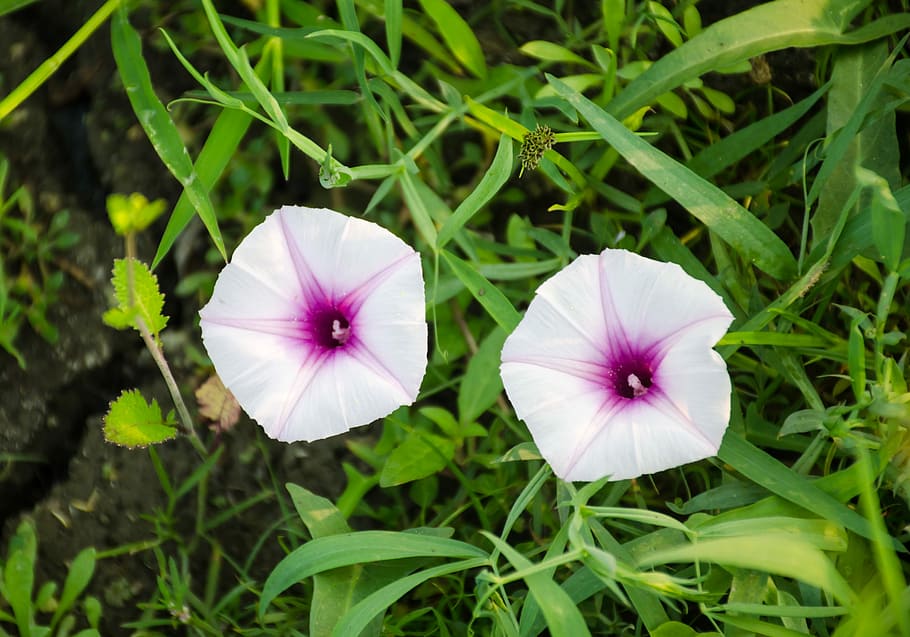 two, flowers, green, filled, plant, growth, flowering plant HD wallpaper