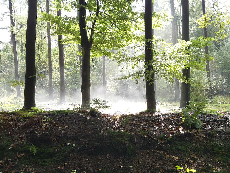 forest, trees, sun, sunlight, patch fog, nature, leaf, autumn HD wallpaper