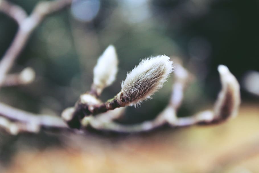 pussy willow, tree, nature, plant, branch, close, branches, HD wallpaper
