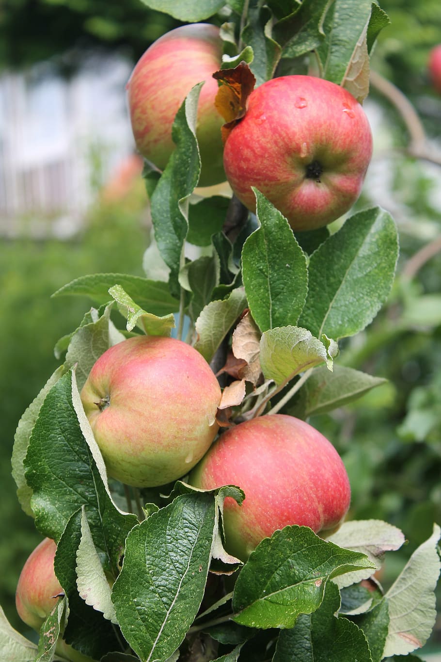 apple tree, red, green, summer, garden, fruit, food and drink HD wallpaper