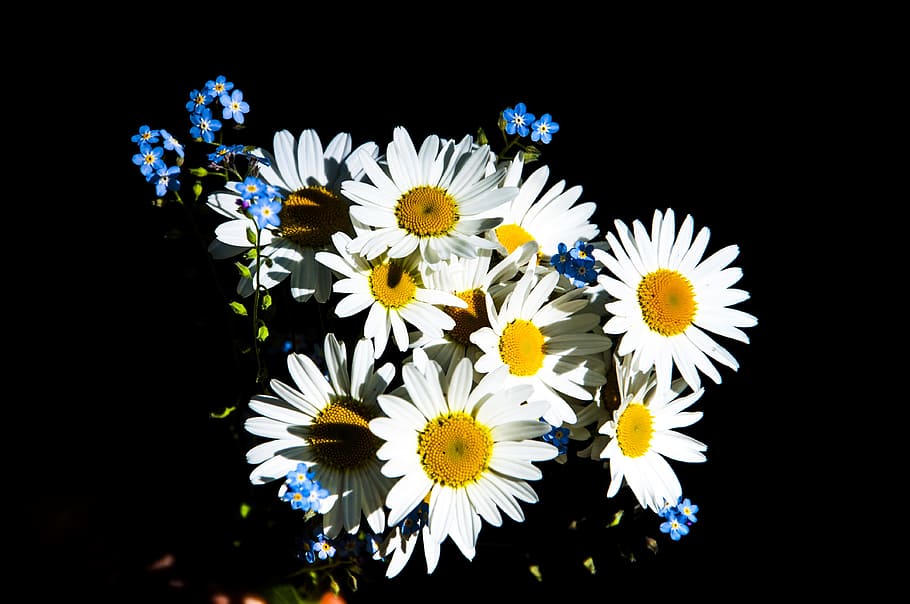 flower, nature, plant, color, background, garden, summer, bright HD wallpaper