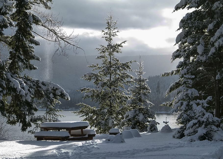 black wooden picnic table near green leaf trees covered in snow at daytim e