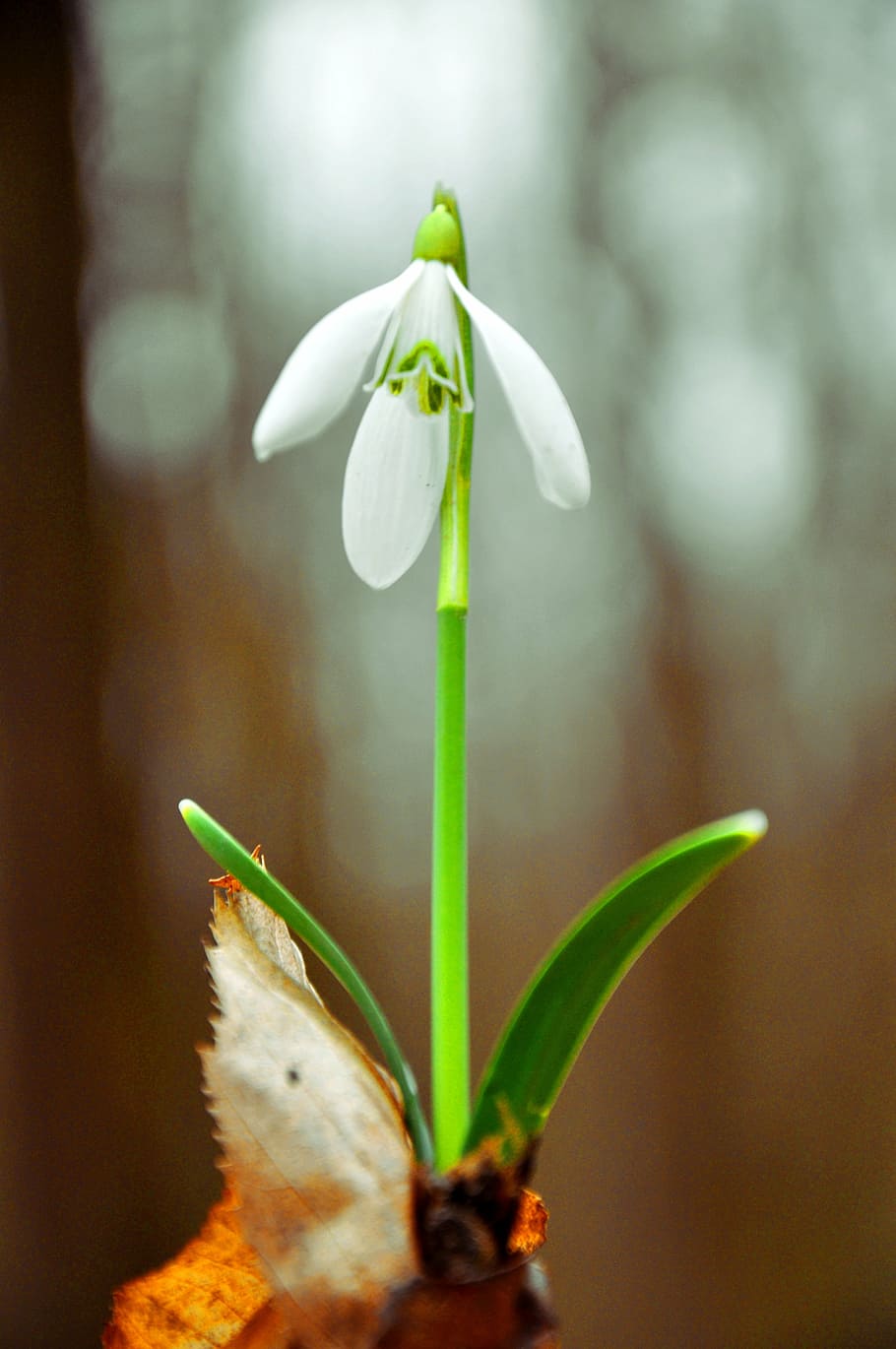 snowdrop, spring, spring flower, vulnerability, flowering plant HD wallpaper