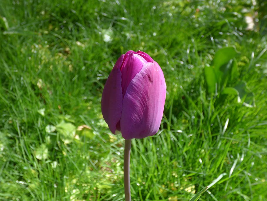 Tulip, Spring, Flower, freshness, fragility, nature, petal HD wallpaper