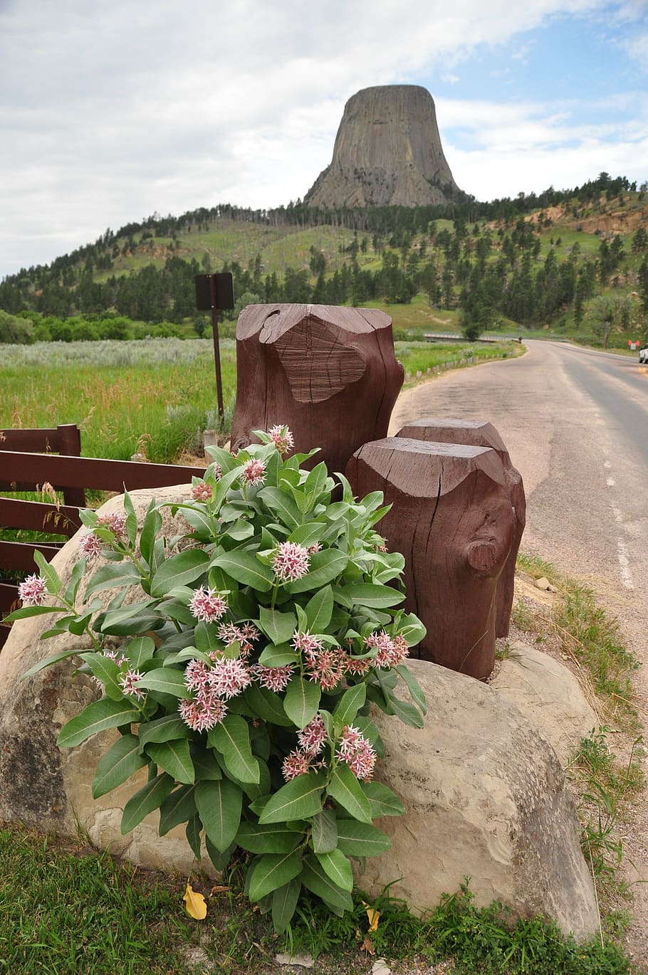 devils tower, mountain, mountains, flowers, wild flowers, nature HD wallpaper