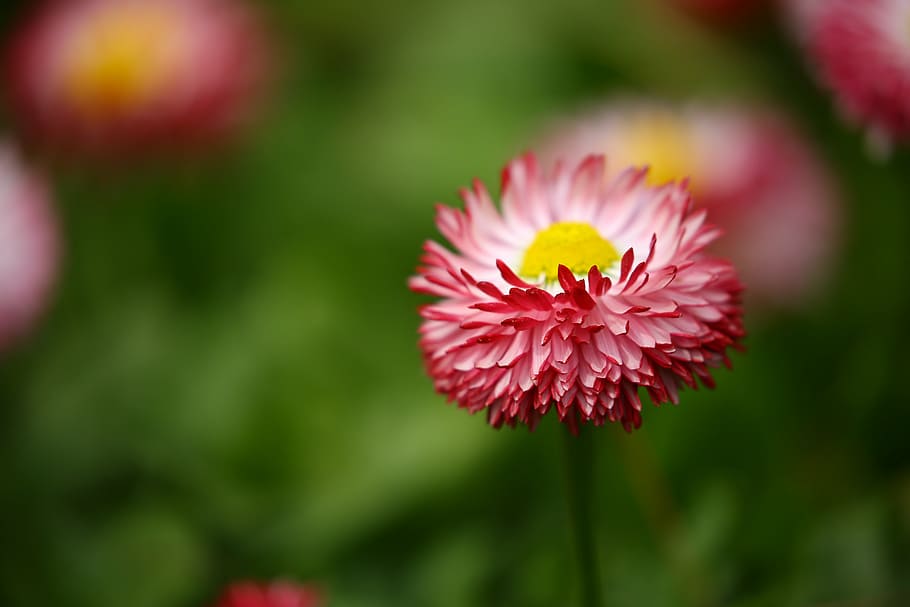 beautiful, bloom, blossom, centaurea, close-up, color, colour HD wallpaper