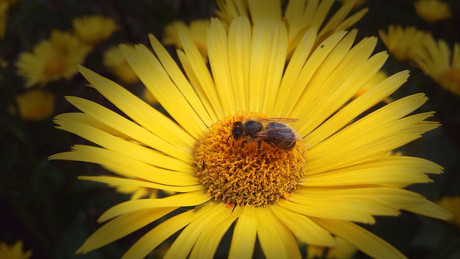 flower, photo, bee, yellow, camera, snapshot, cute, flowering plant, HD wallpaper
