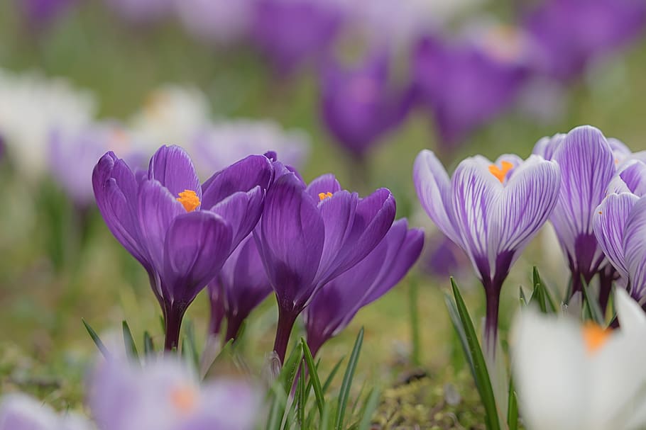 selective focus photography of blooming purple Crocus flowers HD wallpaper