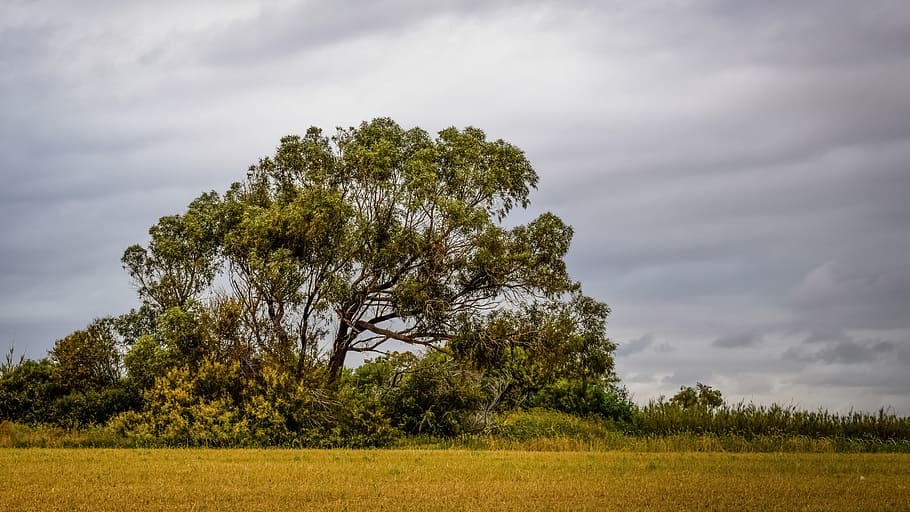 Tree, Meadow, Countryside, Landscape, nature, scenery, ayia napa HD wallpaper
